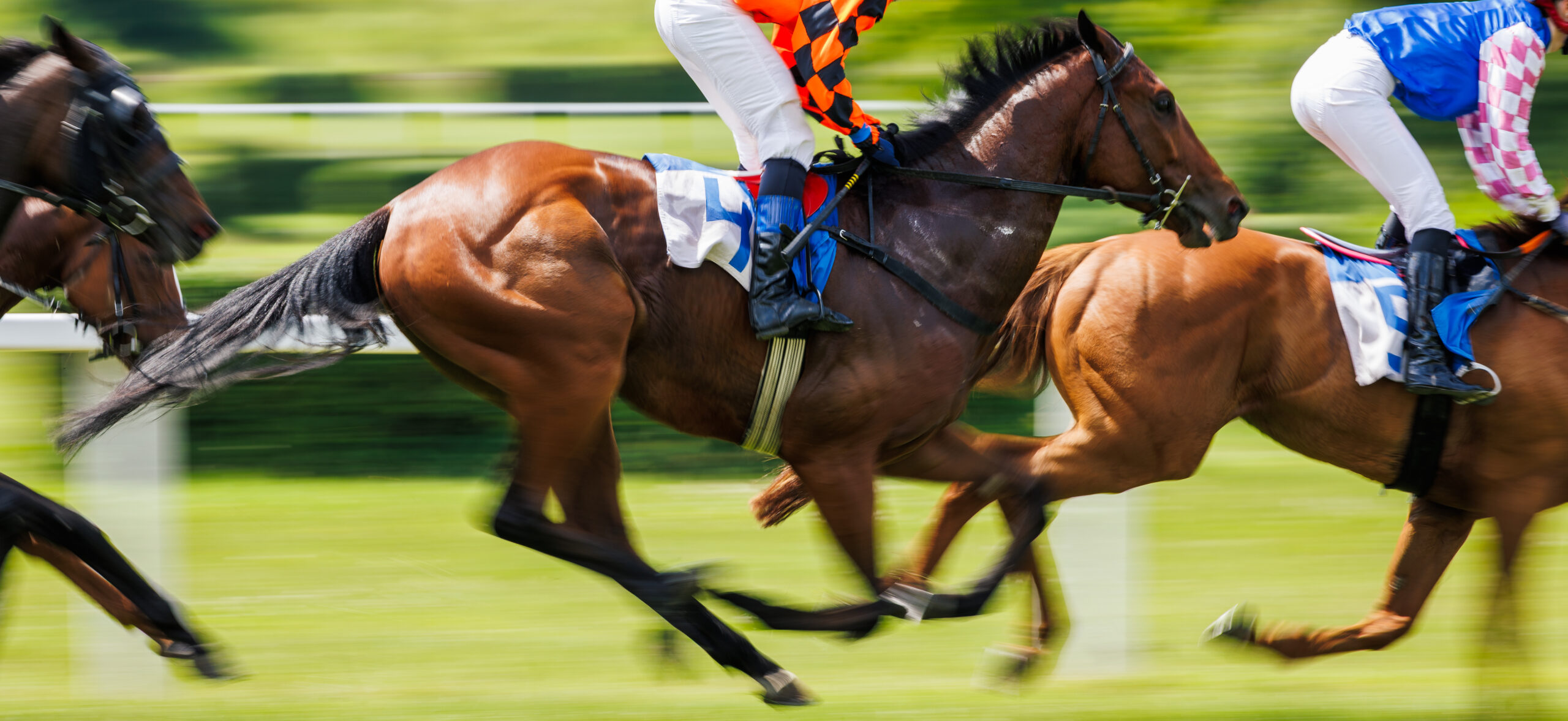 Video Horse Racing